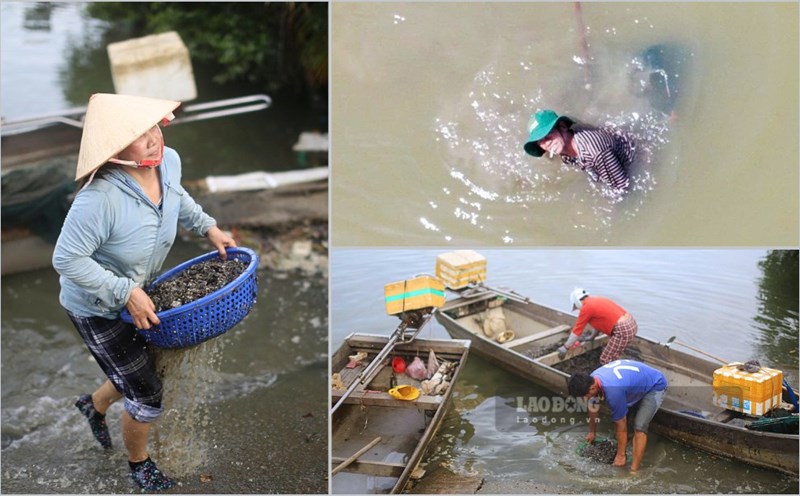 People earn millions of dong every day from plowing on Thi Nai lagoon, Gia Lai. Photo: Hoai Phuong