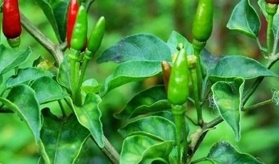 Les feuilles de piment contiennent de nombreux nutriments precieux en particulier du calcium. Photo : Kieu Vu.