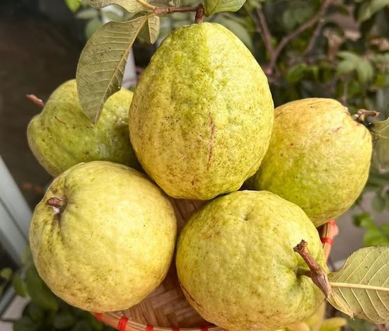 집에서 요산을 빠르게 배출하는 방법 중 하나는 구아바와 같은 과일에서 비타민 C를 보충하는 것입니다. 사진: Kieu Vu