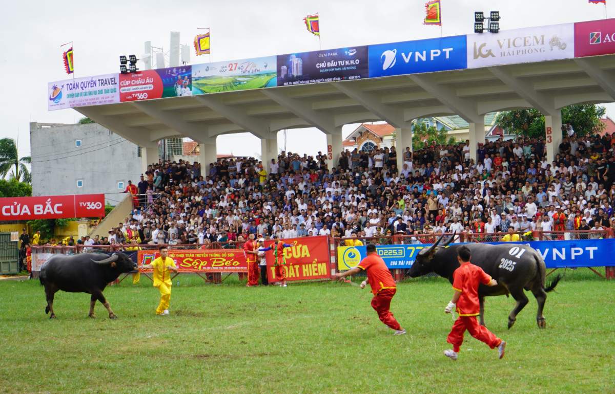 Trau so 07 gap trau so 01 tai khap dau thu tu. Ảnh: Mai Dung