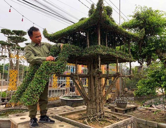 Phát triển kinh tế từ giữ gìn làng nghề cây cảnh hơn 800 năm tuổi ở Ninh Bình