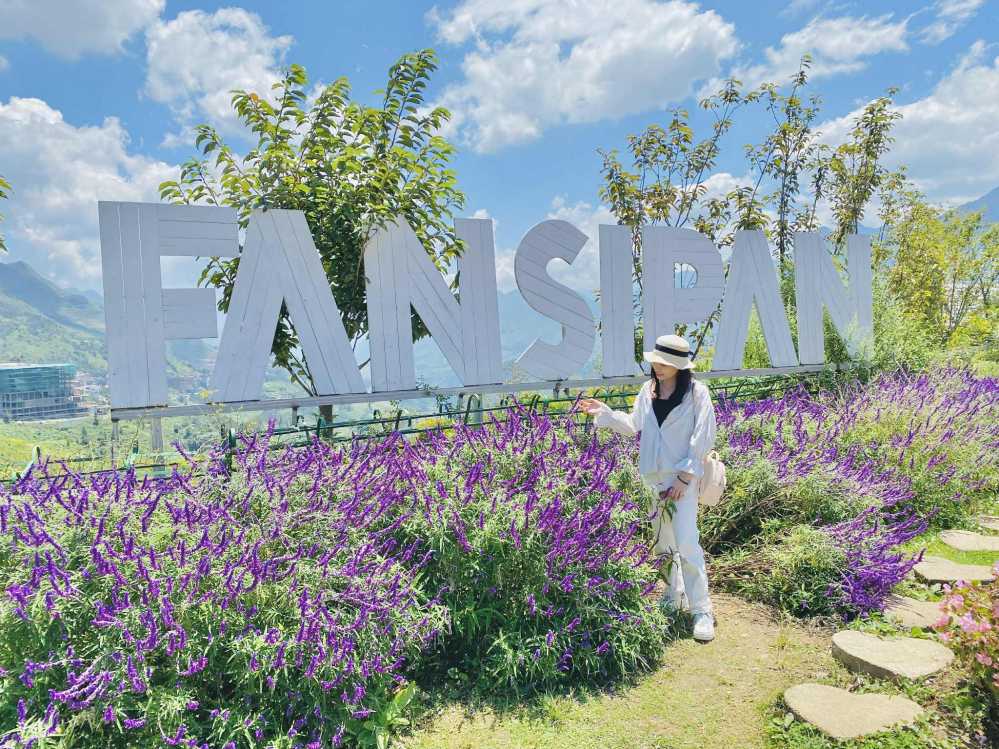 Nhung khom hoa lavender khoe sac tim mong mo.
