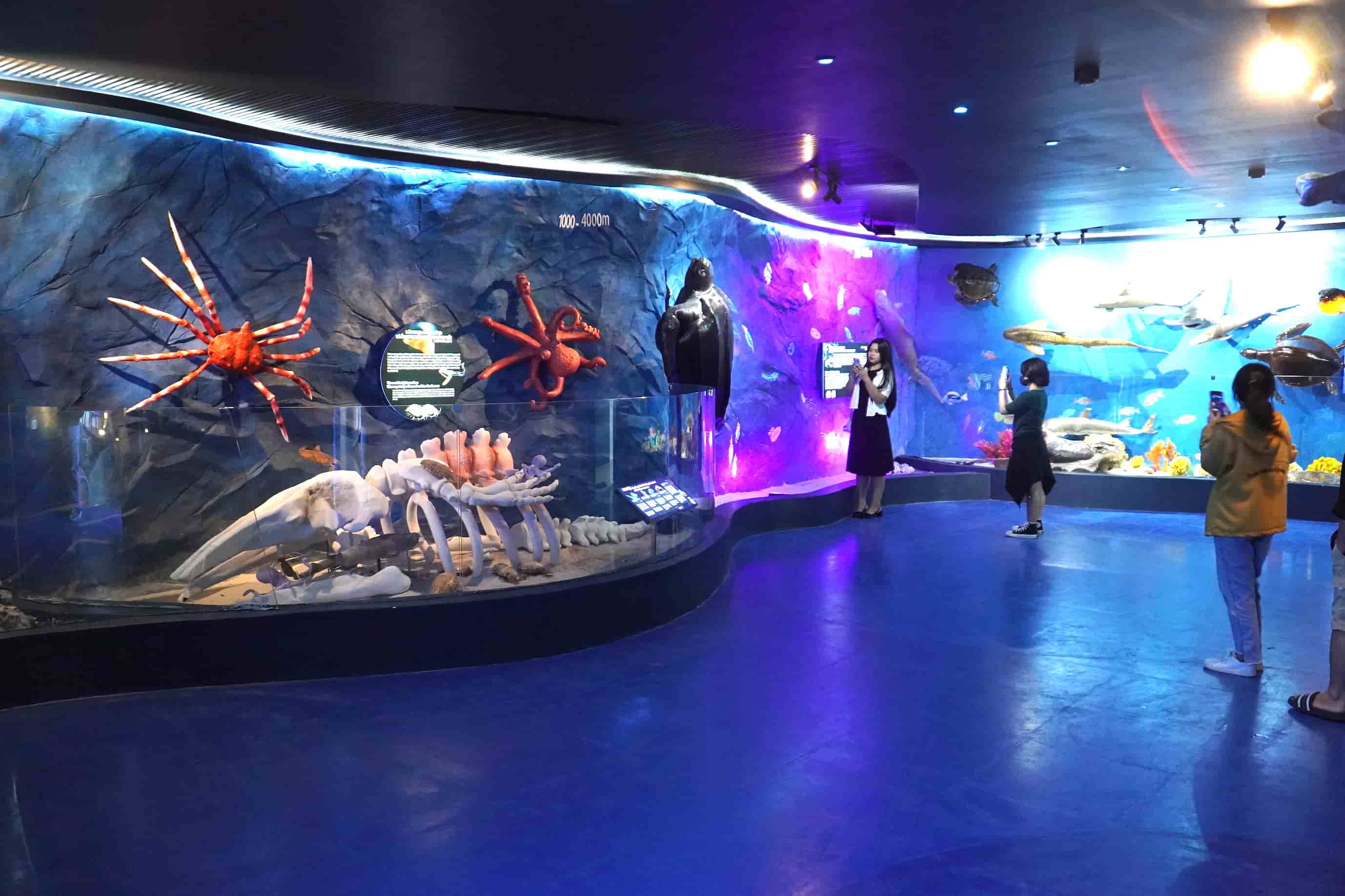 Opening of the Mysterious Ocean Exhibition Area at the Oceanographic Museum in Nha Trang. Photo: Huu Long