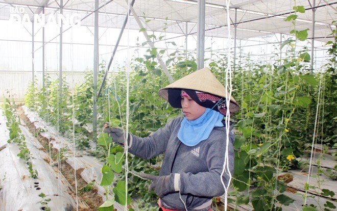 UBND TP Đà Nẵng vừa ban hành Quyết định thành lập Trung tâm Khuyến nông thành phố. Ảnh minh họa: Hoàng Hiệp

