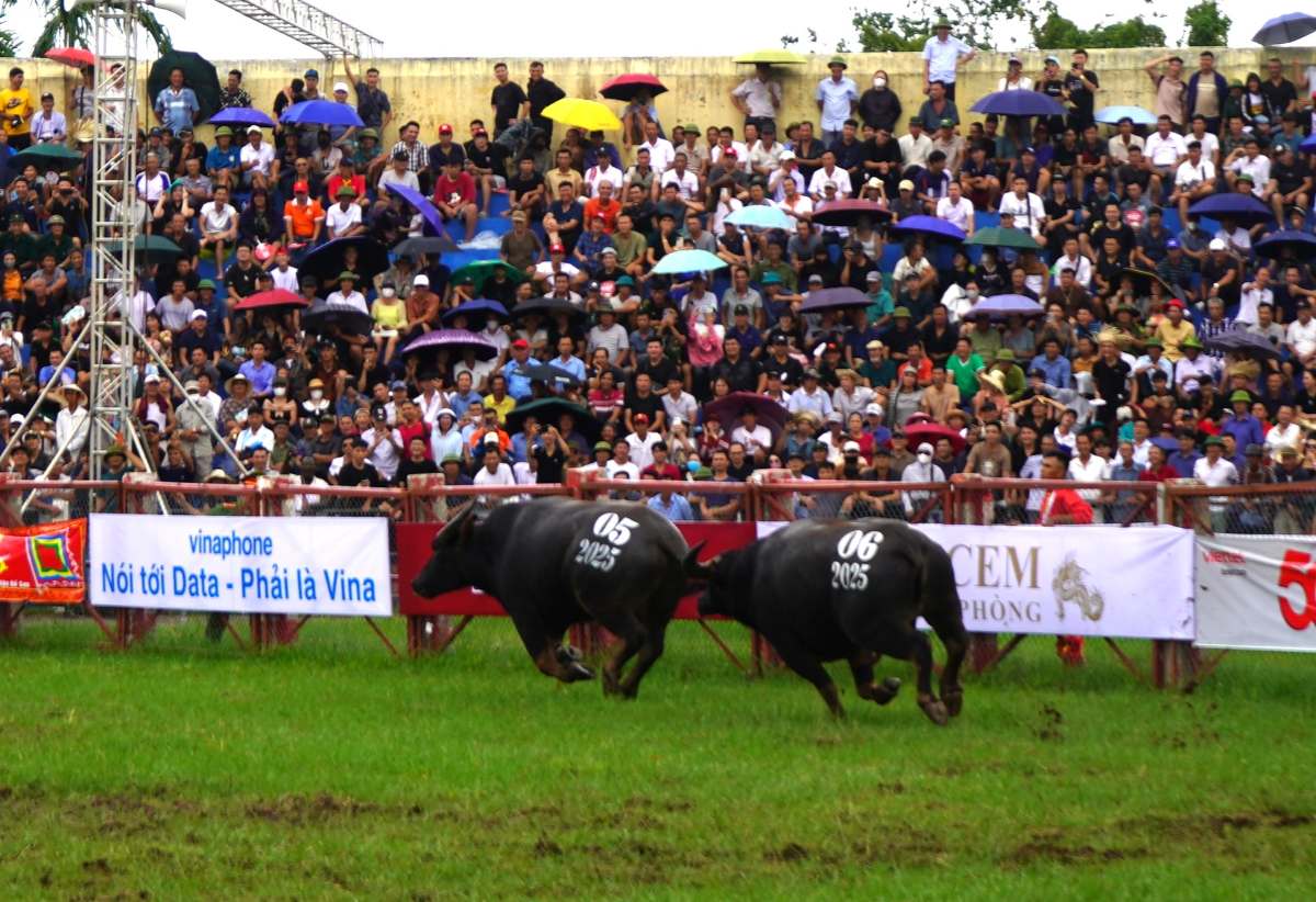 Trau so 06 danh bai doi thu trau so 05 tai vong tu ket. Ảnh: Mai Dung