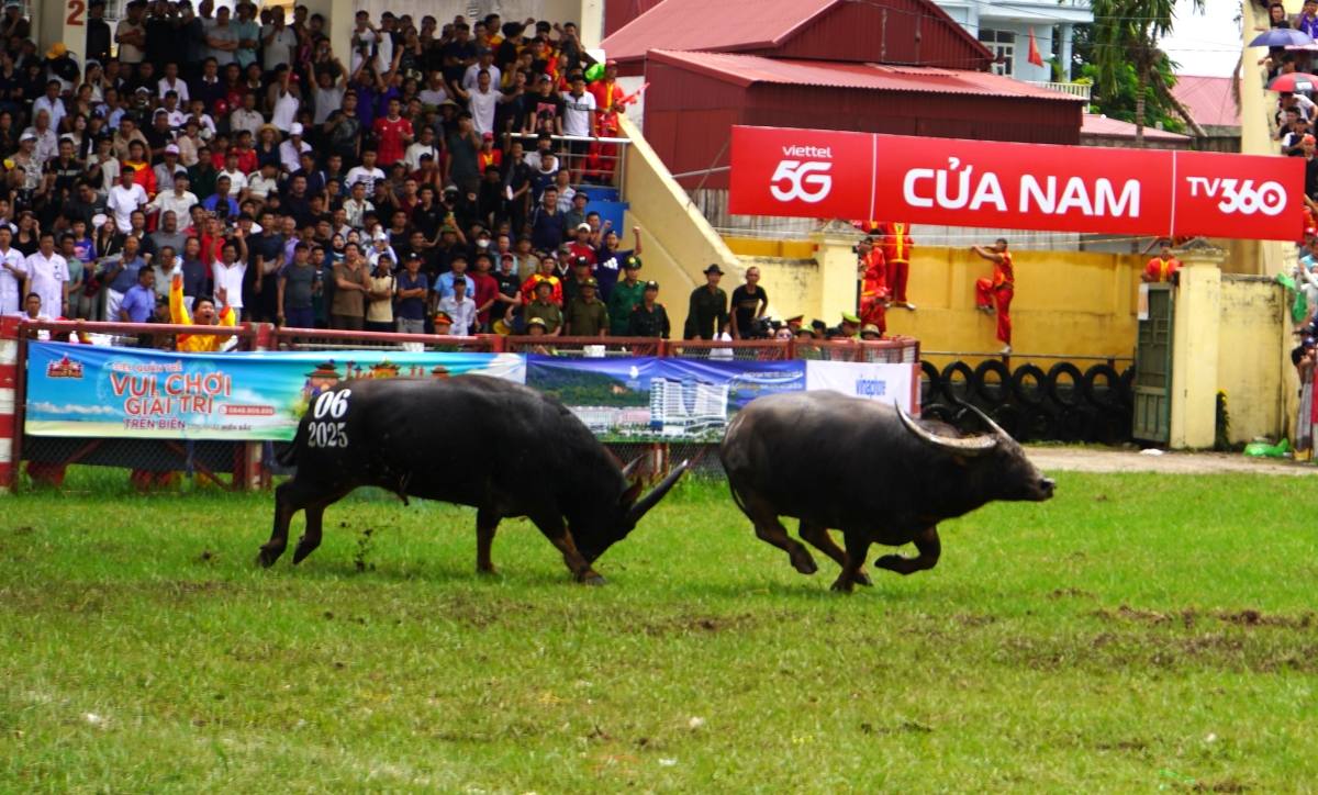 Trau so 07 bo chay truoc trau so 06 sau hon 4 phut tranh dau ac liet. Ảnh: Mai Dung