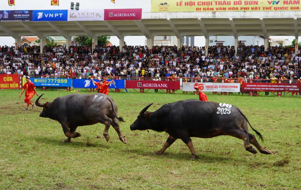 バッファローNo. 06は、一連​​の危険な攻撃でバッファローNo. 07を正式に破り、ハイフォンバッファローファイティングフェスティバルで公式に優勝しました。写真：マイダン