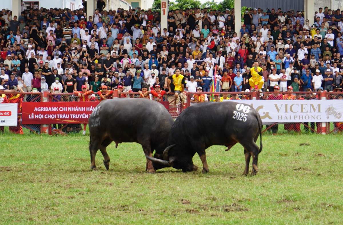 Trau so 06 va 07 tranh ngoi vo dich o vong chung ket. Ảnh: Mai Dung