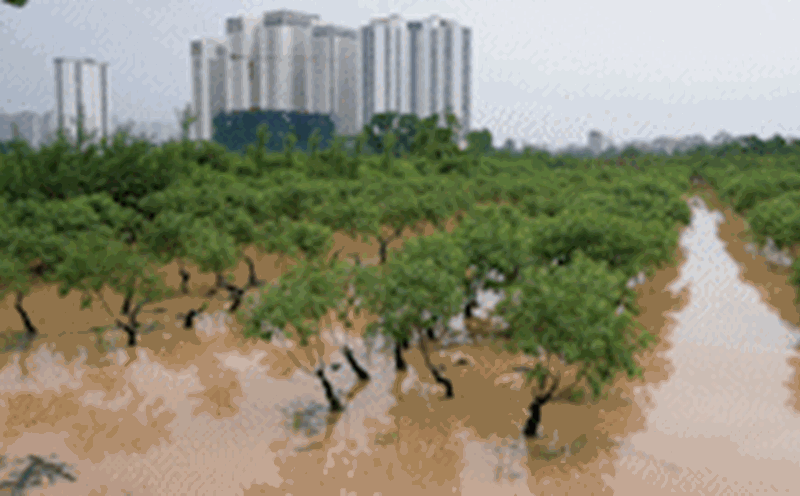 Duong Noi peach garden flooded after storm No. 10 risks billions of dong in damage.