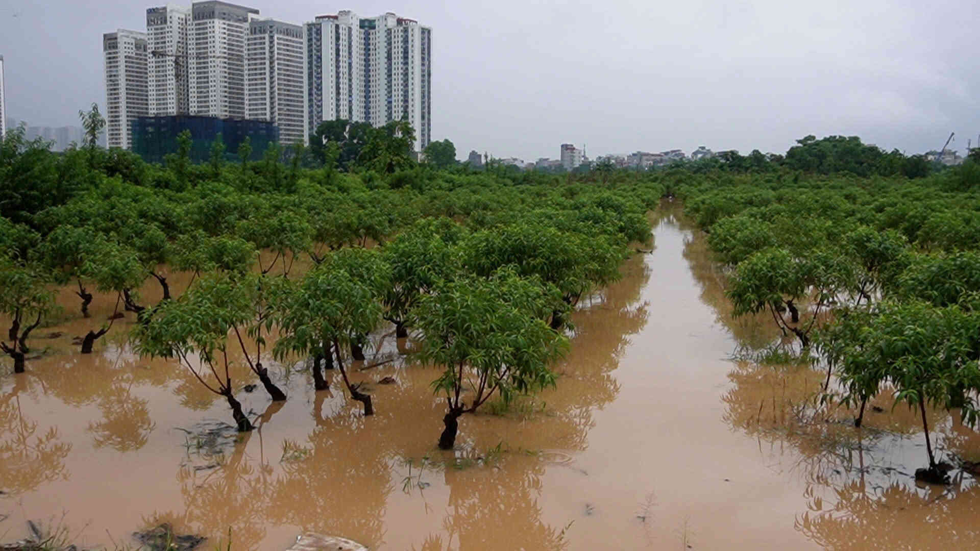 Hon 1ha dao cua ba Duong Thi Thuy o phuong Duong Noi, Ha Noi bi ngap ung. Anh: Cao Thom 