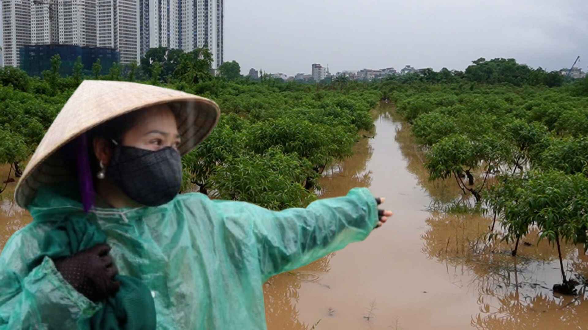 Hanoi has prolonged heavy rain, dozens of hectares of digging are submerged in water, at risk of losing the Tet crop