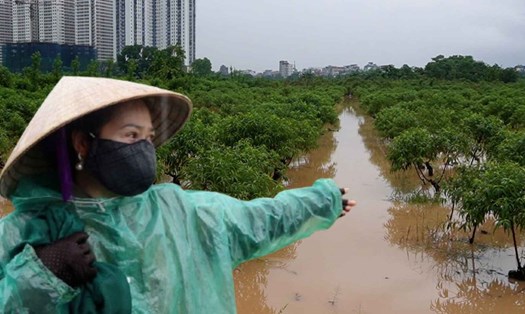 Hà Nội mưa lớn kéo dài, hàng chục héc ta đào chìm trong nước, nguy cơ mất trắng vụ Tết