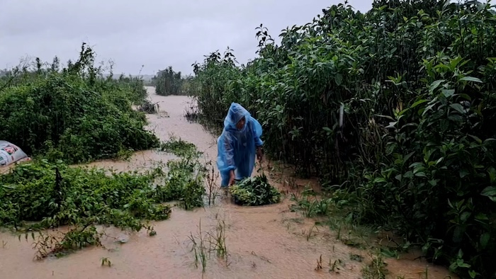 Heavy rain caused widespread flooding of many grapefruit and flower gardens in Hanoi.