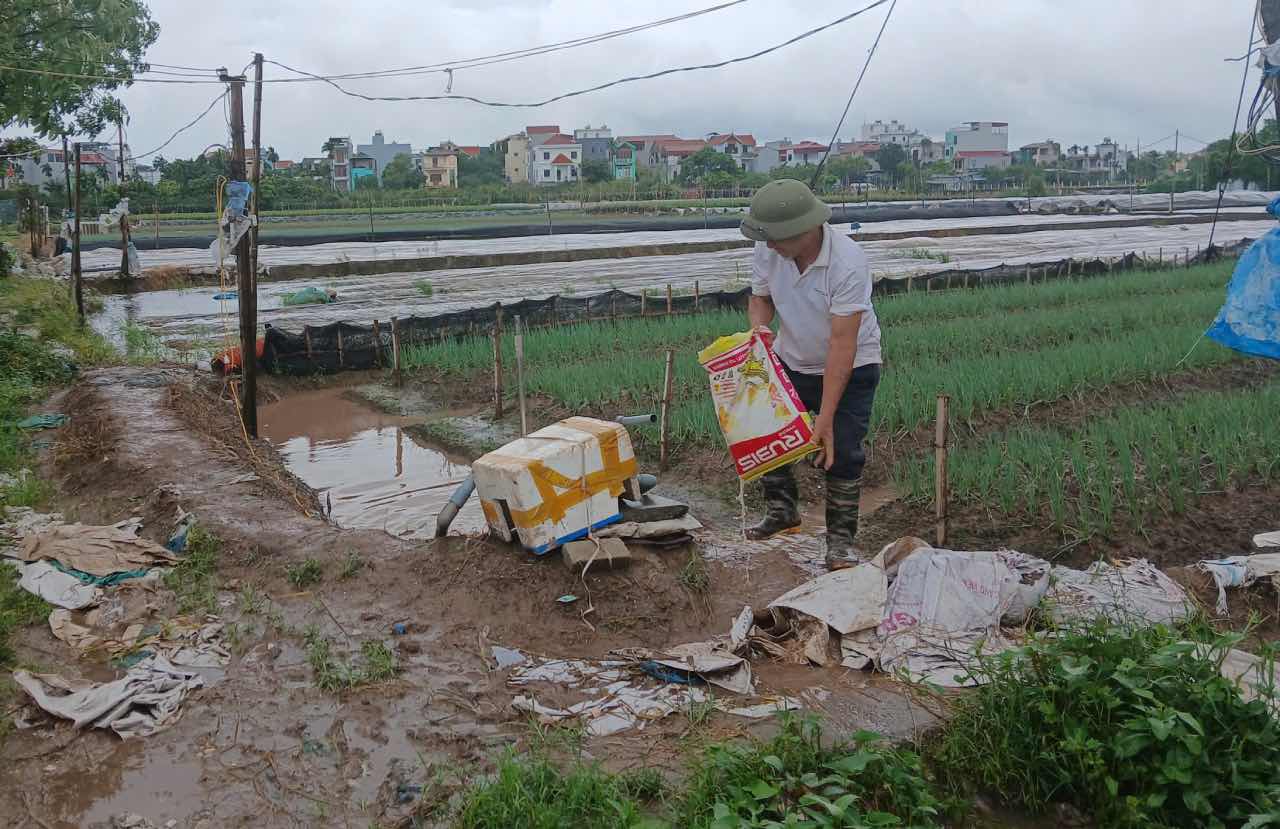 Ong Nguyen Van Suot dung may bom rut nuoc chong ngap de bao ve vuon hanh la gan thu hoach. Anh: Thanh Nhan