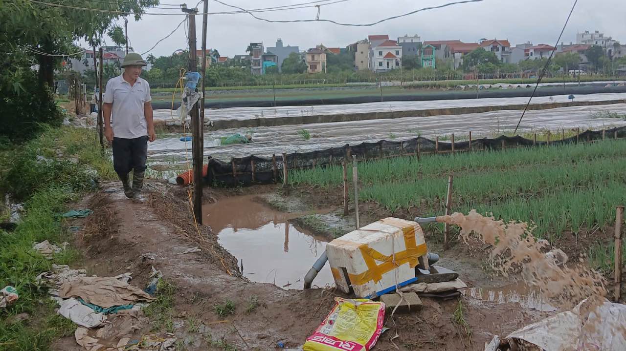 Farmers increase water pumps to save vegetable gardens. Photo: Thanh Nhan