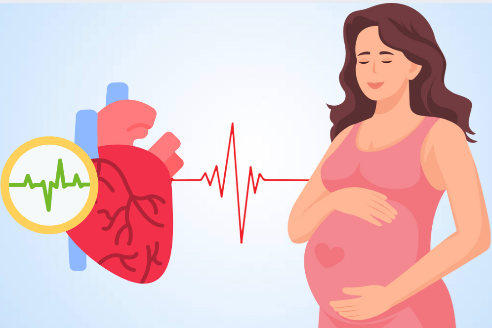 The impact of pregnancy on the mother's heart rate and cardiovascular health. Graphics: Thien Nhan