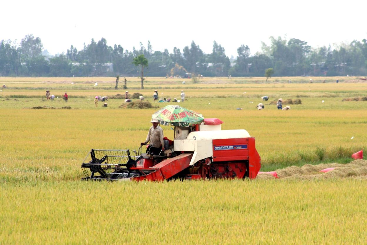 Dong Thap sau sap nhap la dia phuong co the manh ve nong nghiep, trong do co cay lua. Anh: Luc Tung.