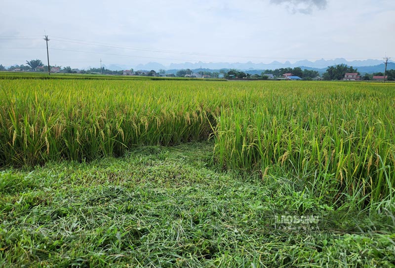 Điều kiện để được xây nhà trên đất nông nghiệp nếu thuộc diện tích đất nông nghiệp trong vùng sản xuất nông nghiệp tập trung được Ủy ban nhân dân Thành phố phê duyệt. Ảnh: Tân Văn