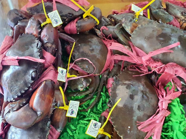 까마우 게는 바코드를 발급받아 원산지를 쉽게 추적할 수 있습니다. 사진: Nhat Ho