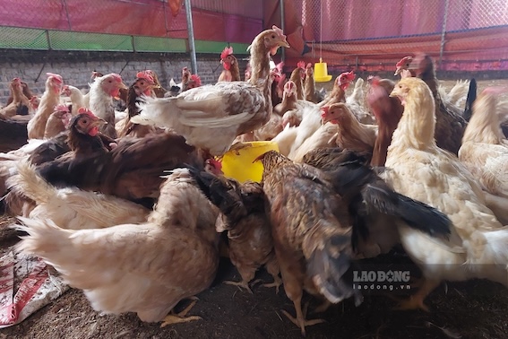 Les entreprises s'interrogent sur la nouvelle politique fiscale pour les equipements d'elevage de volailles. Photo : Huy Hoang.