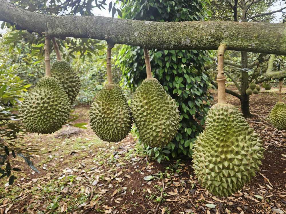 Dak Lak dang trong vu thu hoach sau rieng. Anh: Chi Long