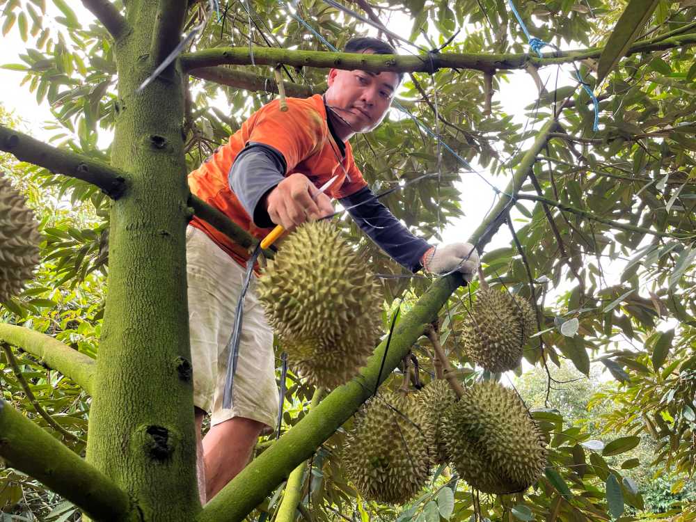 Trai sau rieng du di