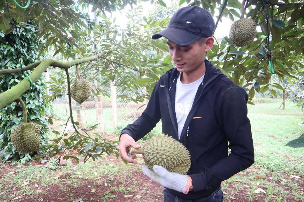 Tho go sau rieng phai trai qua nhieu nam ren luyen de thanh nghe. Anh: Chi Long