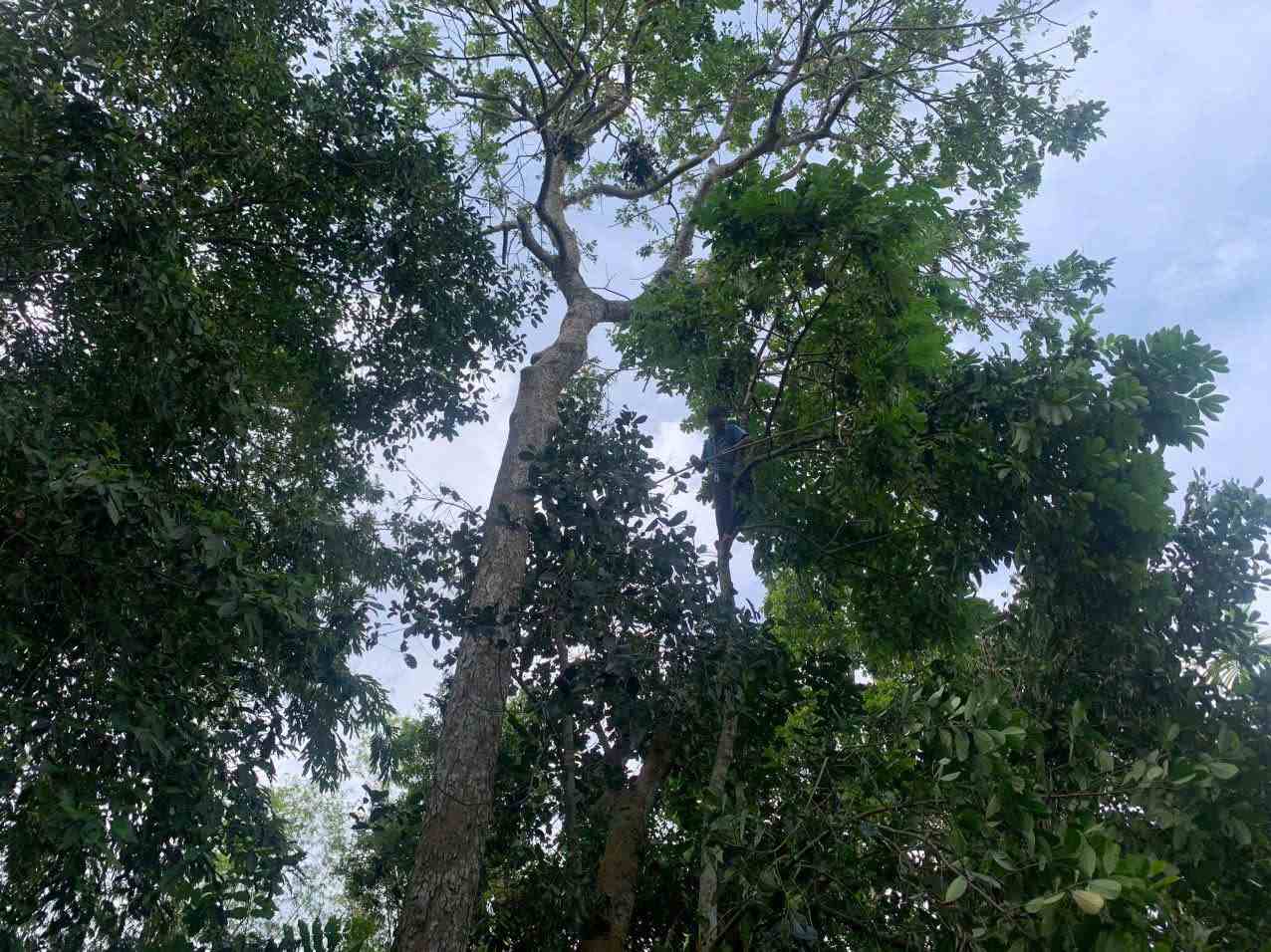 Nghe hai tram cho thu nhap cao nhung cung rat nguy hiem vi phai lam viec o do cao tu 10–35m. Anh: Sy Thong