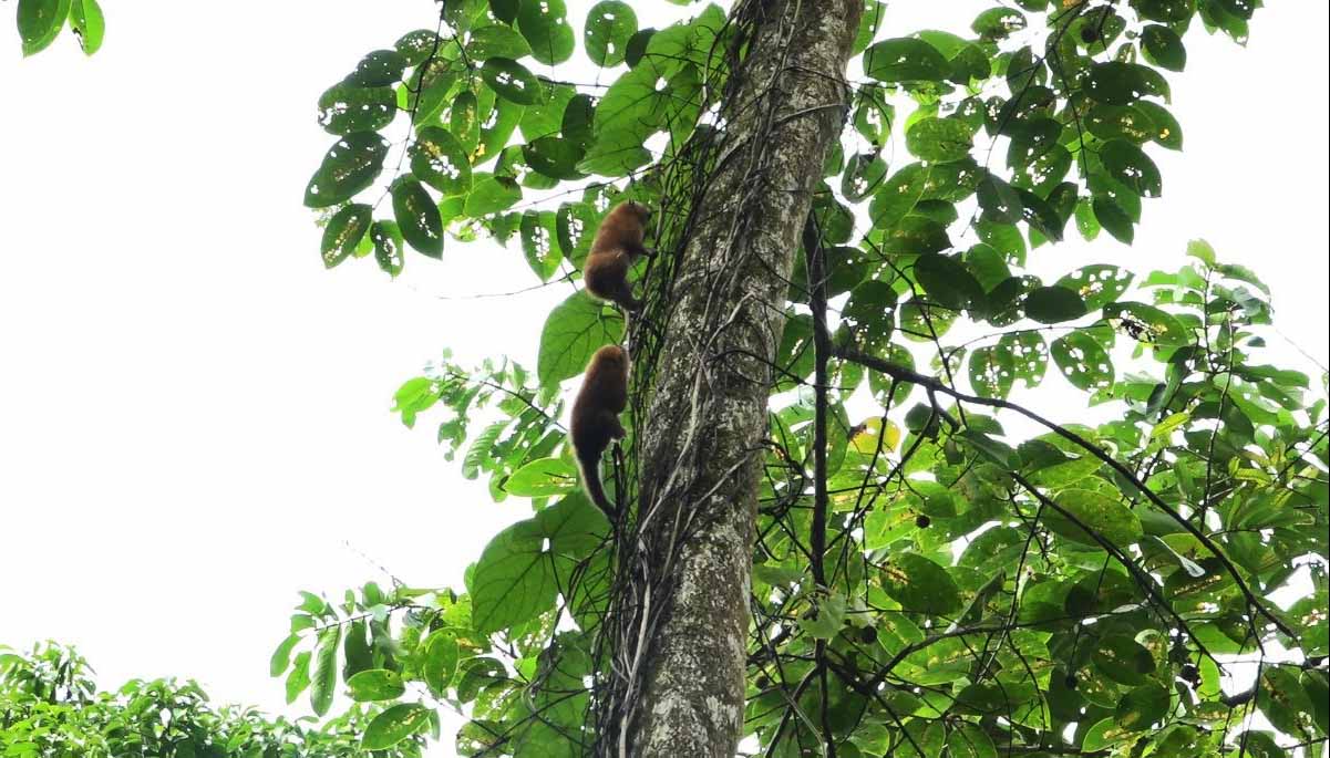 2 rare animals, small wild culi, were released into a safe natural environment. Photo: Le Hoan.
