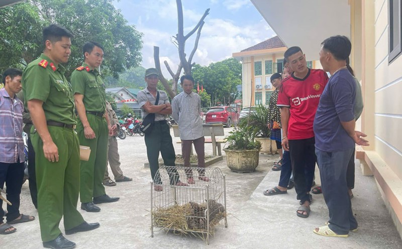 Meo Ranger Forest kittens lost in sugarcane fields, people hand over 3 individuals ...