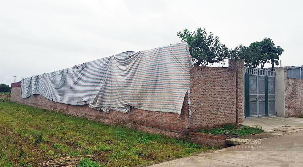 Agricultural land without a land use right certificate can still be compensated when the land is recovered if it meets the conditions for being granted a Land Use Right Certificate. Photo: Phan Anh