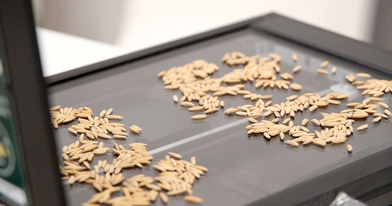 Easy Rice Ai Applying AI in checking rice variety quality, opportunities and challenges