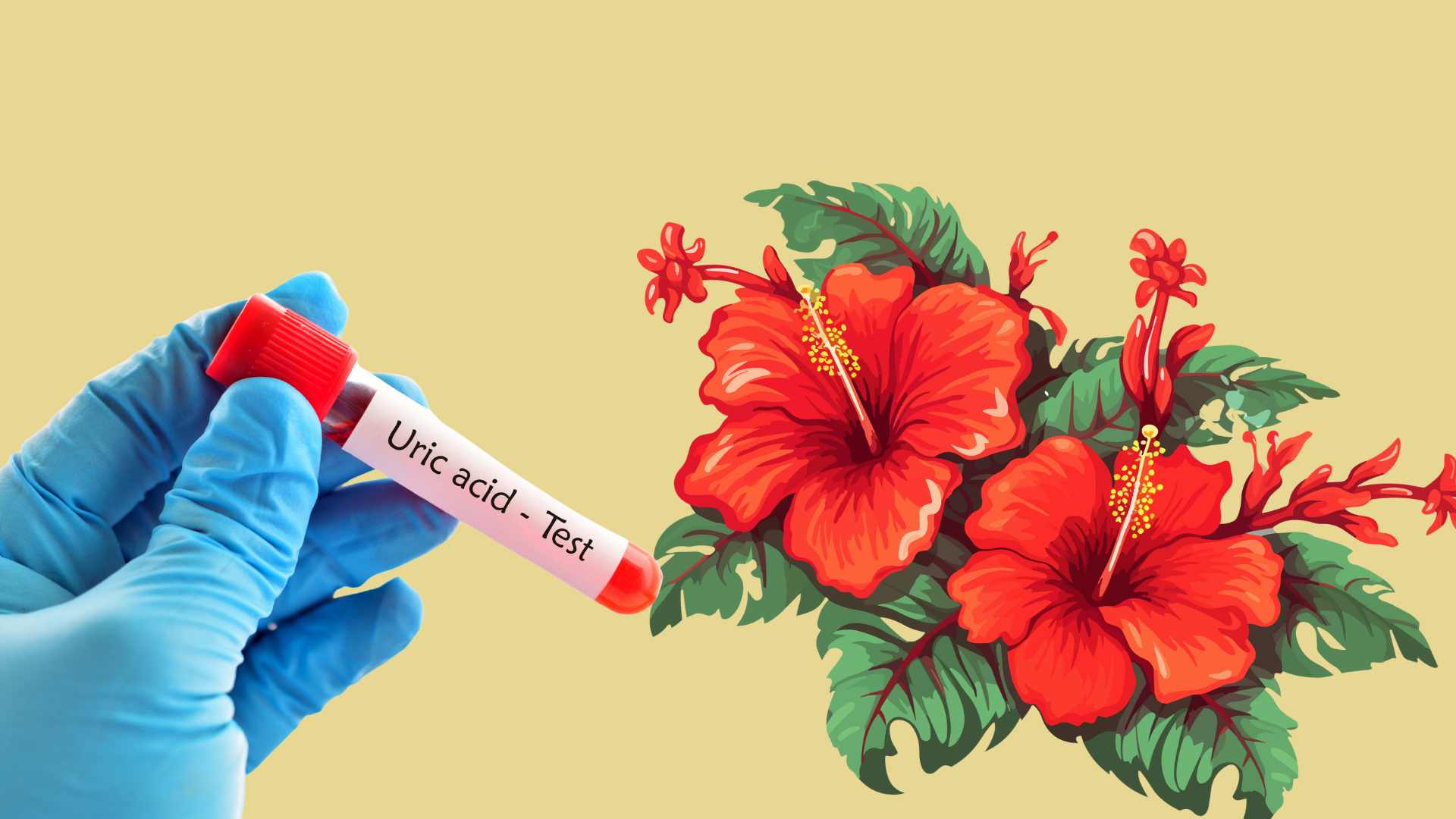 hibiscus flowers are not only beautiful but also contain properties that help reduce uric acid. Graphic photo: Hoang Loc