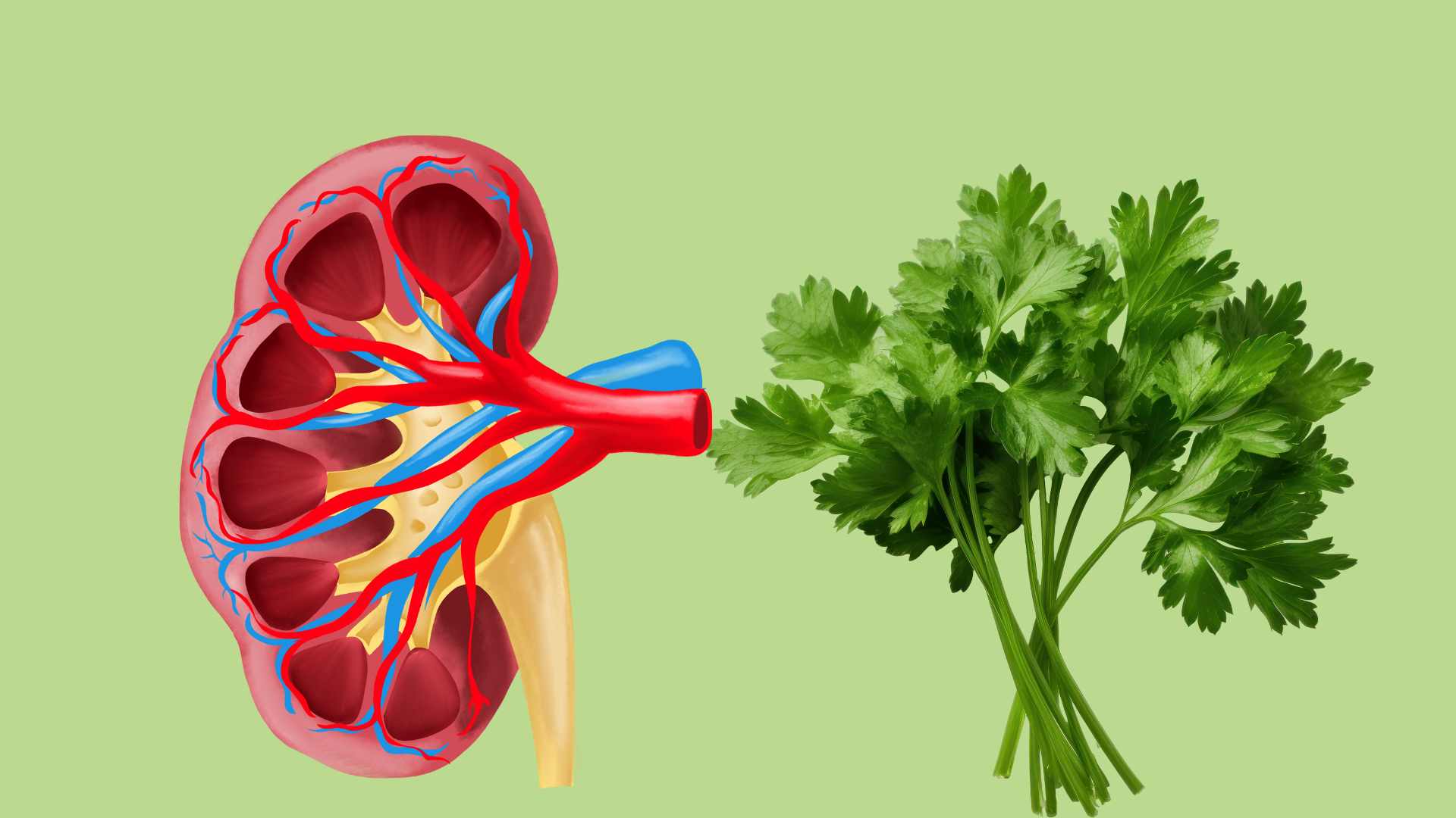 Parsley helps detoxify the kidneys effectively. Graphic photo: Hoang Loc