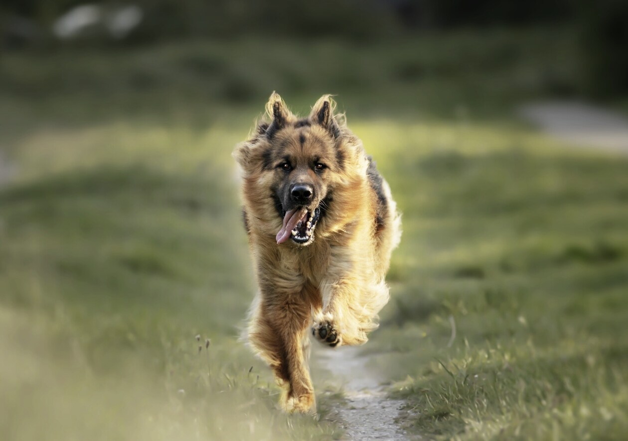 Rabies, a can be prevented but causes high deaths. Photo: Thuy Duong