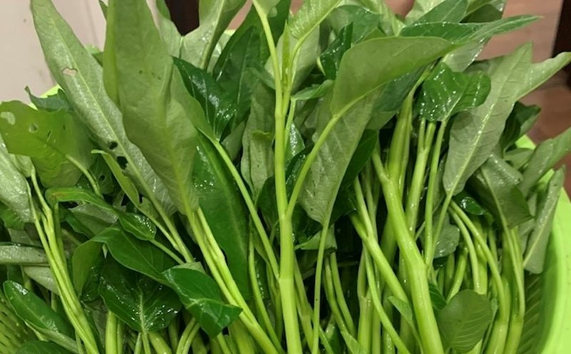 This is a vegetable that can support calcium and blood supplementation. Photo: Kieu Vu