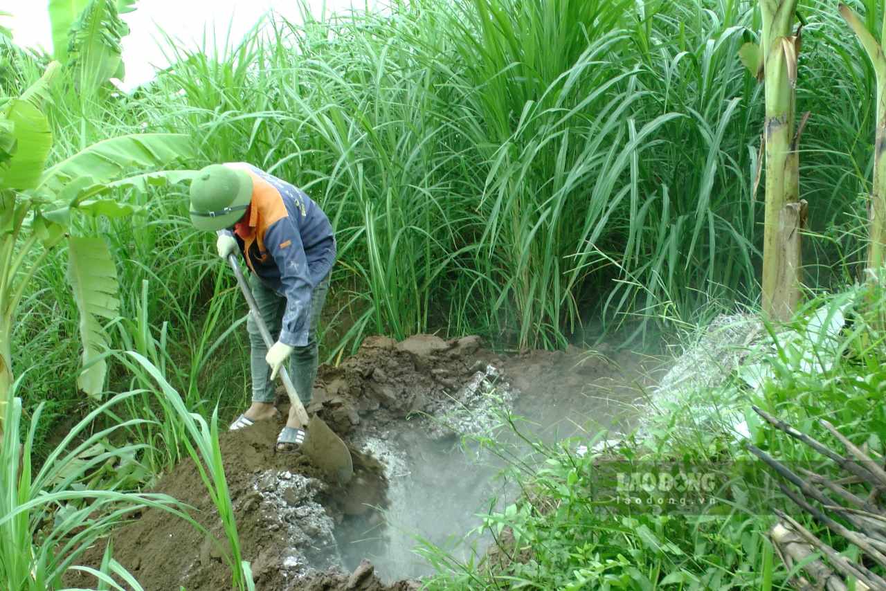 Local forces of Lao Cai province collect and destroy dead pigs. Photo: Van Duc.