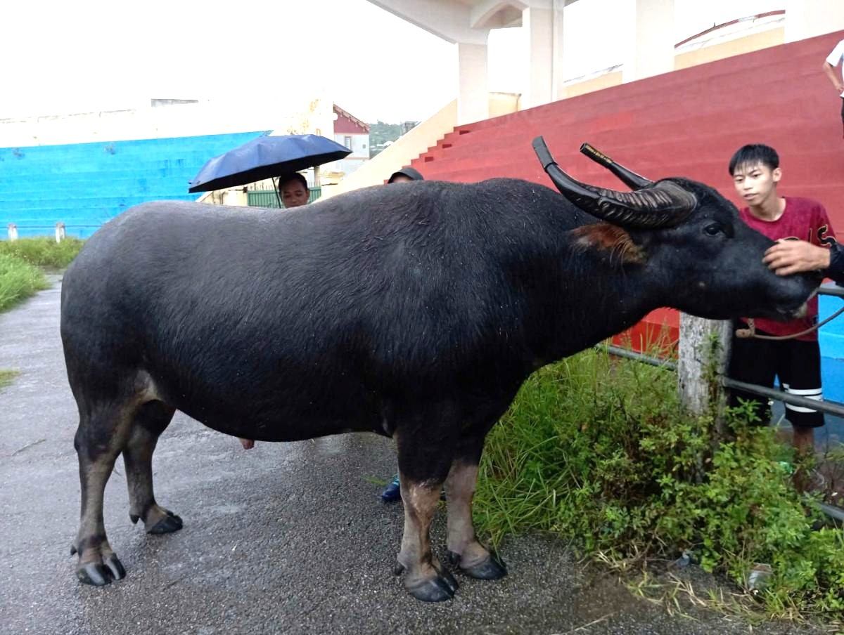 The image of the boy buffalo 15 will participate in the fight against the fierce buffalo in Do Son, Hai Phong. Photo: Phuong Do Son