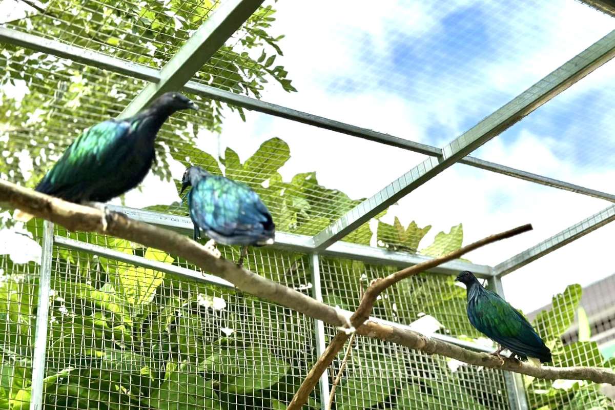 Nicoba Pumps are cared for in Con Dao National Park. Photo: VQG Trade Union