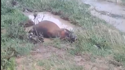 Le betail des habitants meurt d'eboulement. Photo : Minh Thong