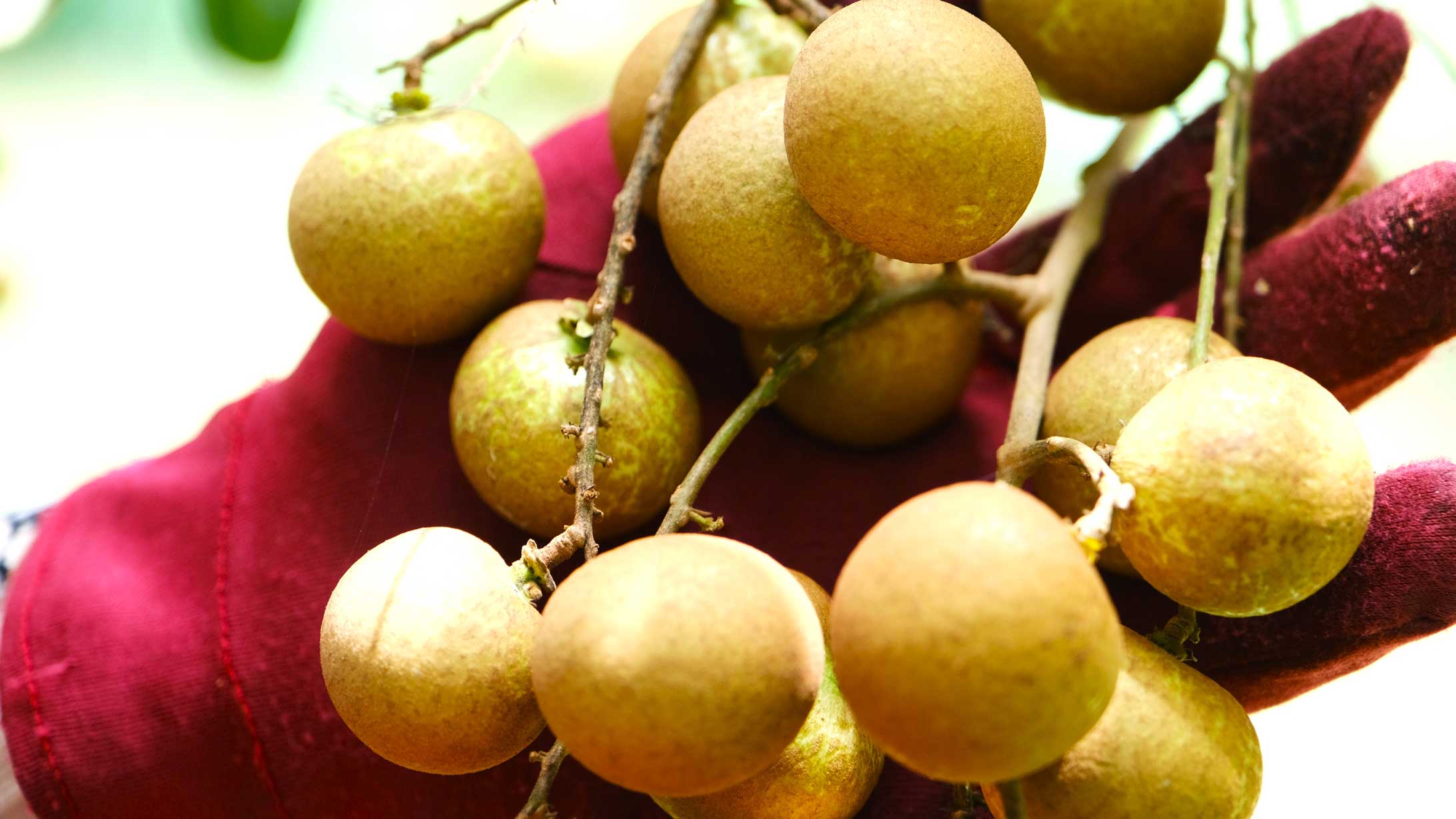 Lard apples are grown in Thoi Hung commune, Can Tho city