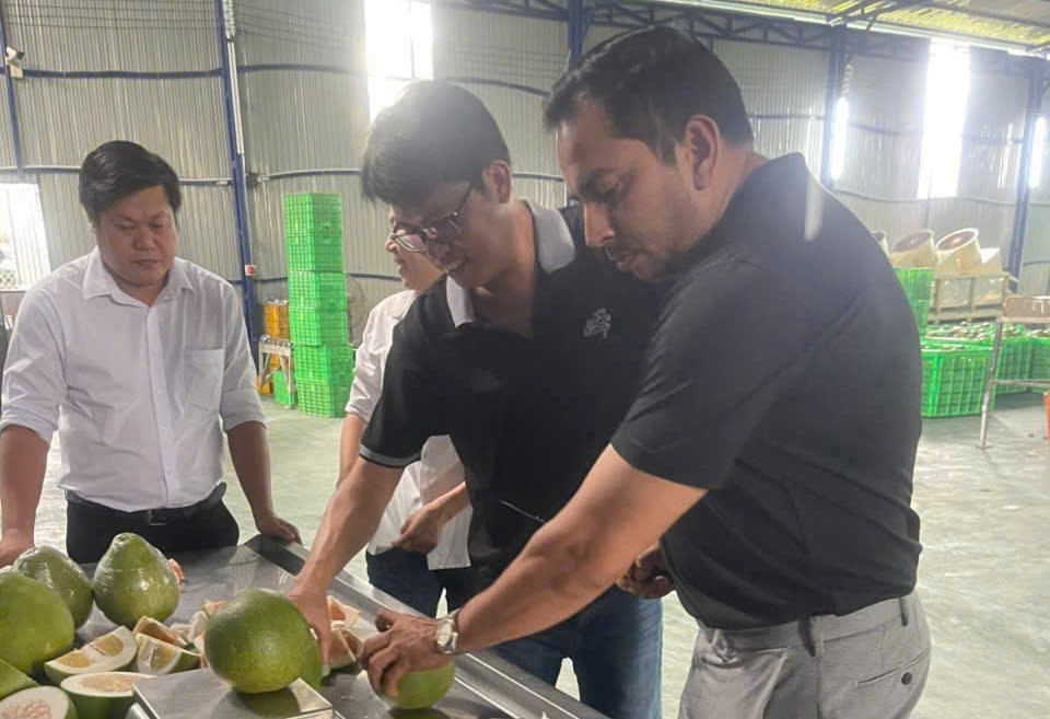 Doan doanh nghiep An Do khao sat tai Vinagreenco de nhap khau buoi Vinh Long. Anh: So Cong thuong