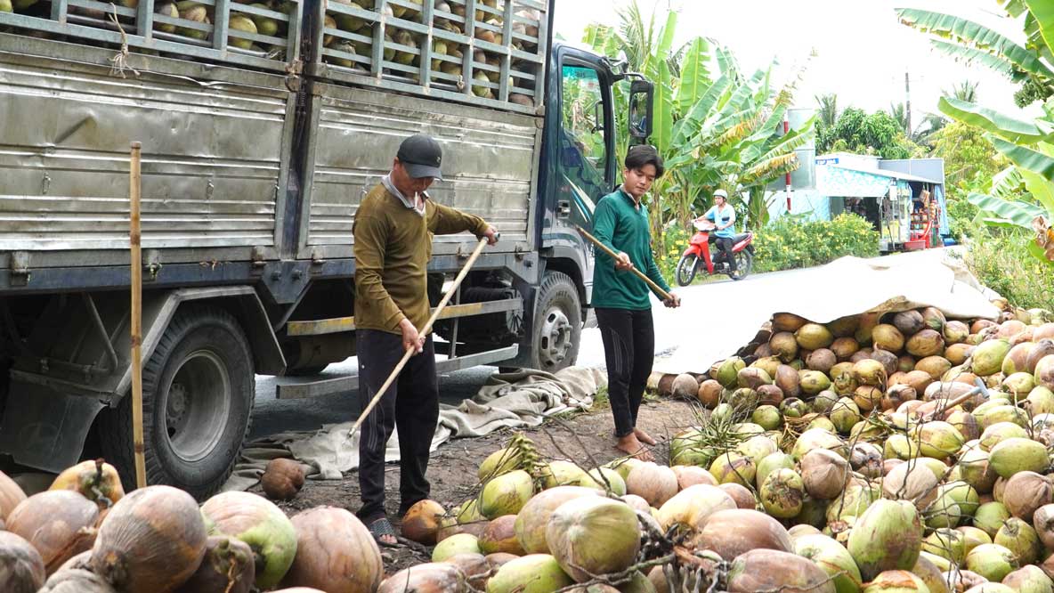 Thuong lai tu tinh Vinh Long sang Cu Lao Dung thu mua dua. Anh: My Ly
