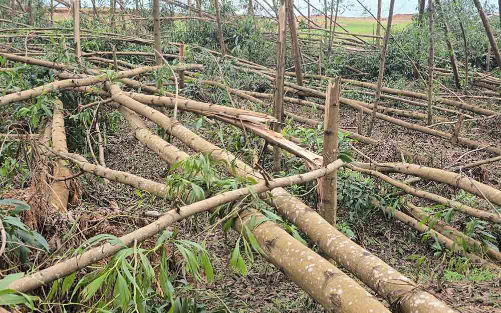 Des milliers d'hectares de keo de particuliers investis dans la foret de protection casses par la tempete n° 5 a Ha Tinh attendent d'etre approuves pour etre exploites et recoltes. Photo : Tran Tuan