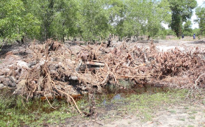 Sau khi cưa cắt cây, phần gốc cây được nhổ, tập kết tại một địa điểm giữa rừng. Ảnh: Hưng Thơ