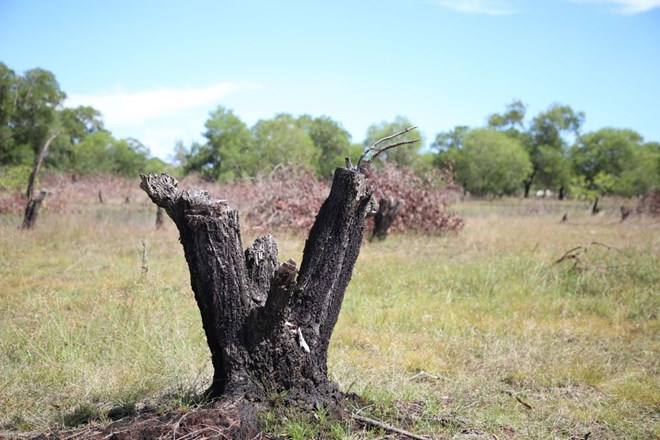 Quảng Trị chỉ đạo ngăn chặn, xử lý nghiêm vụ phá rừng phòng hộ ven biển