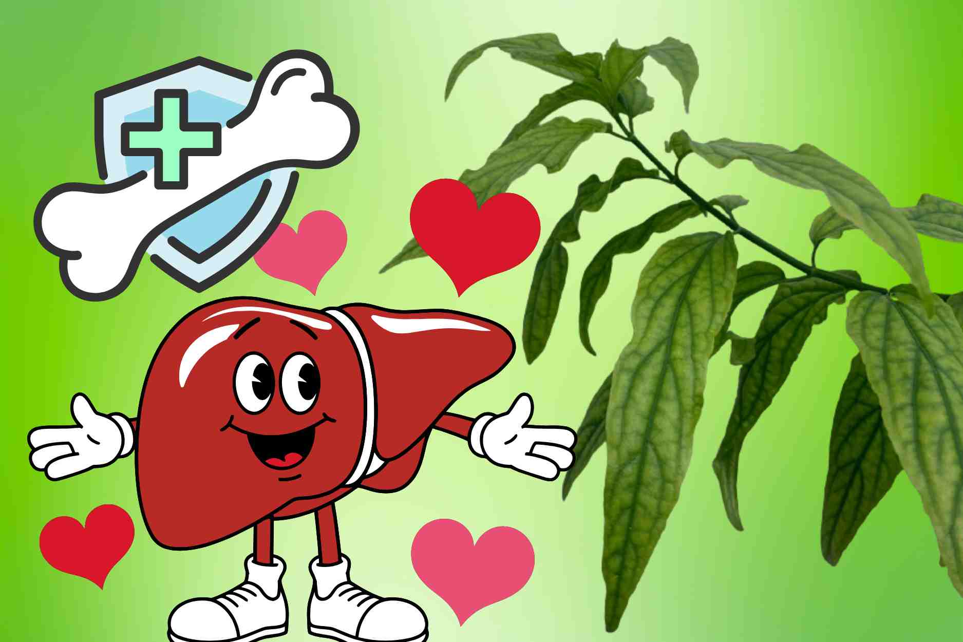 The slender plant both cooles the liver and helps reduce bone pain caused by degeneration