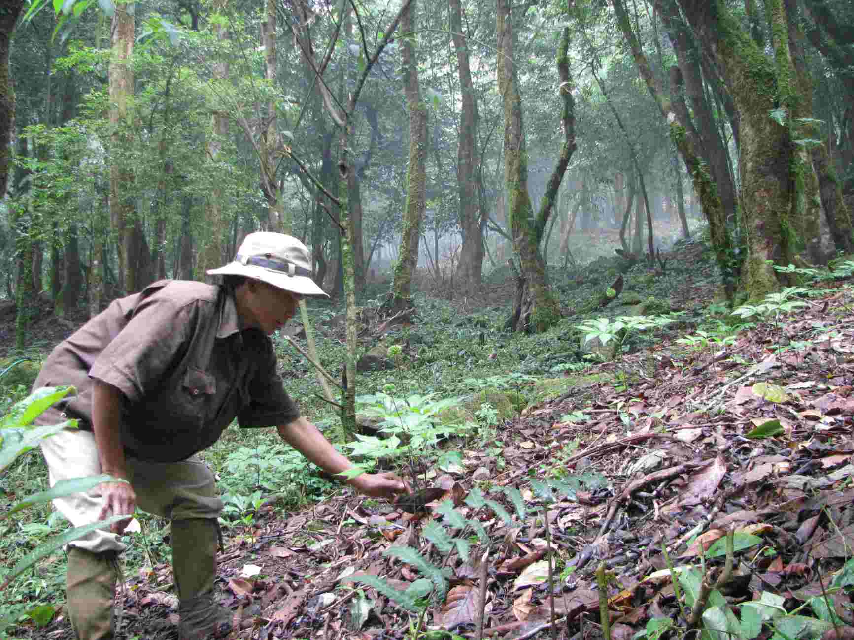 Les habitants des regions montagneuses de Quang Ngai en particulier les minorites ethniques auront plus d'opportunites d'emploi grace a la culture de plantes medicinales et de produits agricoles. Photo : Tra Ban