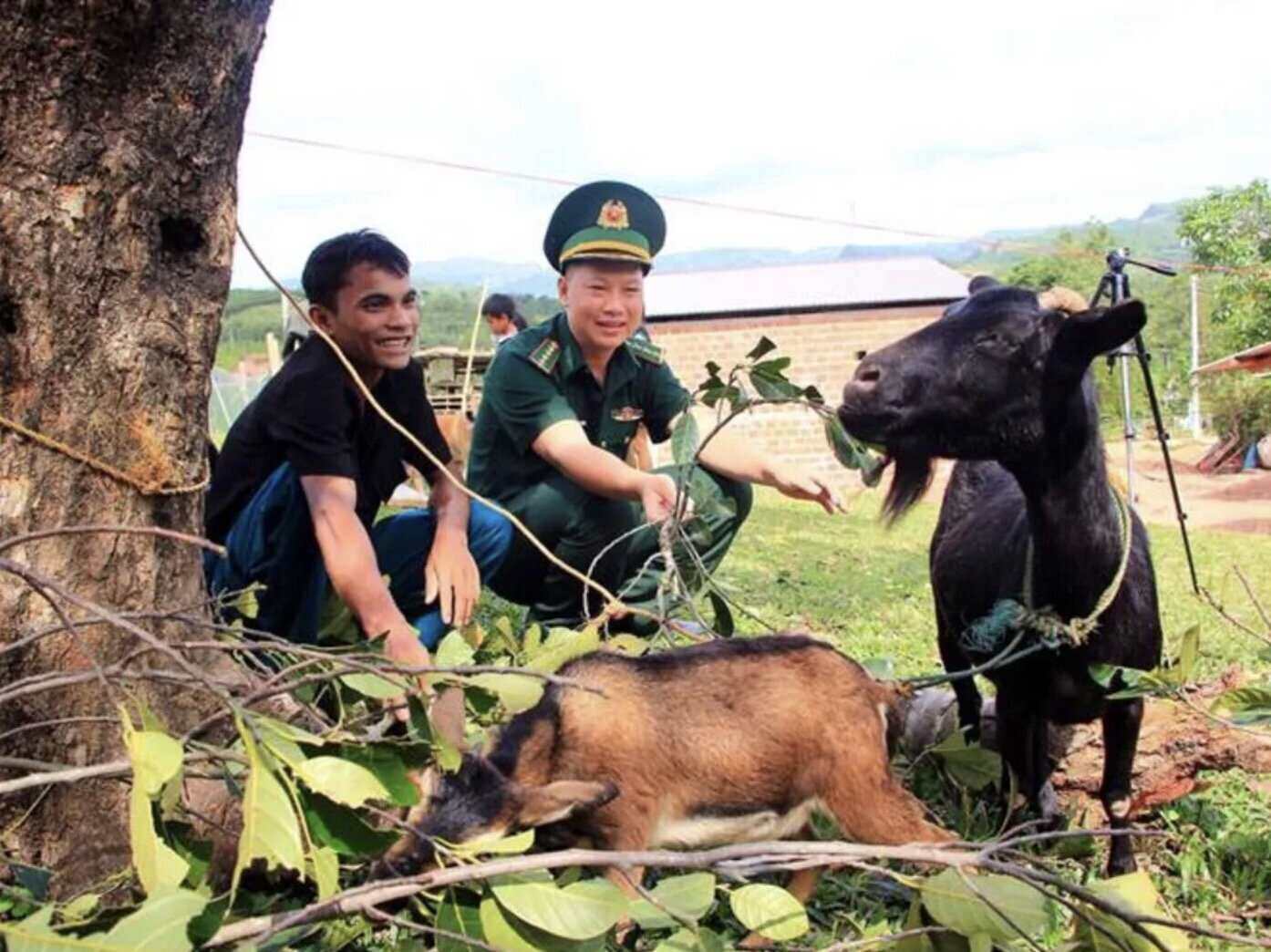 Le modele de «chevre de demarrage» aide de nombreuses personnes dans la commune Lay (Quang Tri) a echapper a la pauvrete. Photo: Ta Chuyen