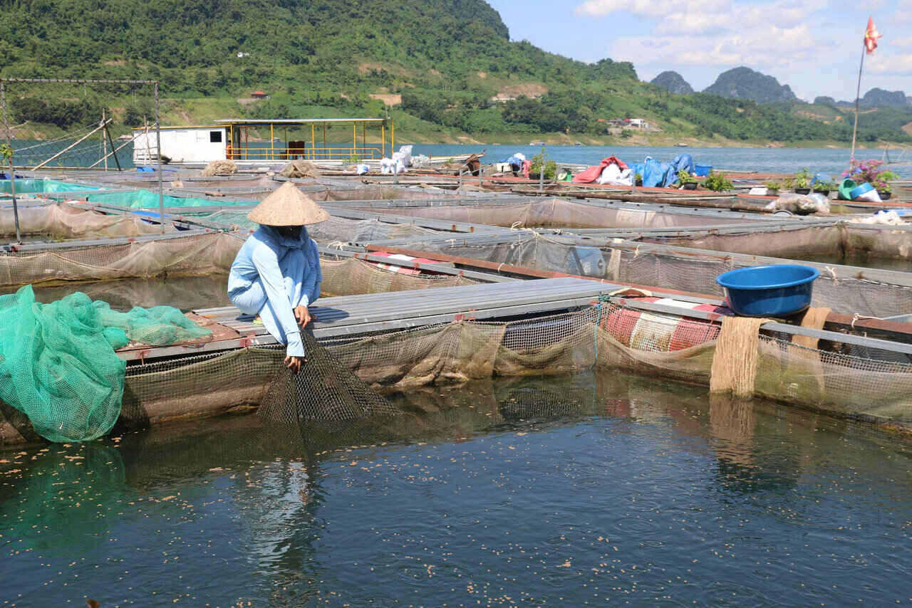 Nguoi nuoi ca long o ho Hoa Binh chat vat vi suc tieu thu giam, chi phi tang, dau ra bap benh. Anh: Yen San